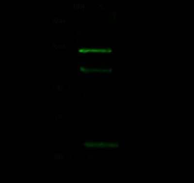 Western Blot: PHF2 Antibody [NBP2-98813]