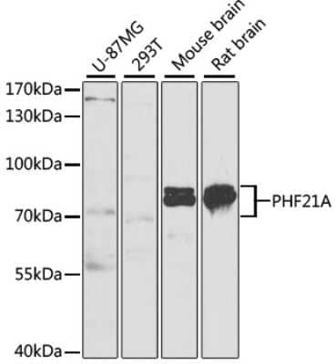 Western Blot: PHF21A AntibodyBSA Free [NBP2-93828]