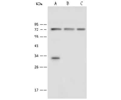 Western Blot: PHF21A Antibody [NBP2-99586]