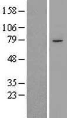 Western Blot: PHF21A Overexpression Lysate [NBL1-14357]