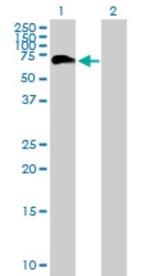 Western Blot: PHF23 Antibody [H00079142-B01P]