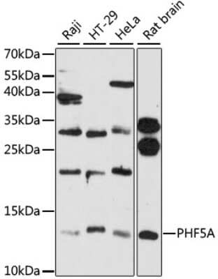 Western Blot: PHF5A AntibodyAzide and BSA Free [NBP2-93182]