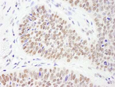 Immunohistochemistry-Paraffin: PHF6 Antibody [NB100-68262]