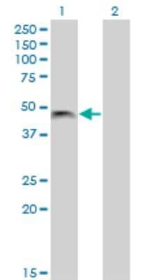 Western Blot: PHF7 Antibody (3F3) [H00051533-M13]