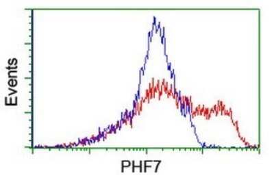 Flow Cytometry: PHF7 Antibody (OTI1G9) [NBP2-45881]