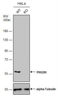 Knockout Validated: PHGDH Antibody [NBP1-32201]