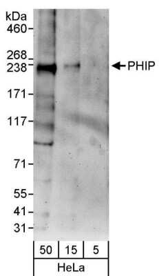 Western Blot: PHIP Antibody [NBP1-19095]