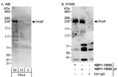 Western Blot: PHIP Antibody [NBP1-19096]