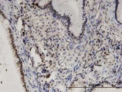 Immunohistochemistry-Paraffin: PHKA2 Antibody (3H3) [H00005256-M04]