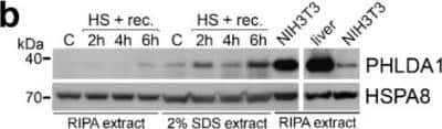 Western Blot: PHLDA1 Antibody [NBP1-84969]