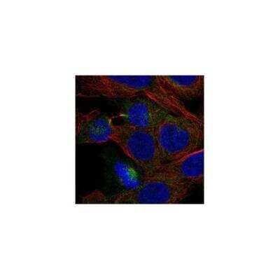 Immunocytochemistry/ Immunofluorescence: PHLPP2 Antibody [NBP3-17909]