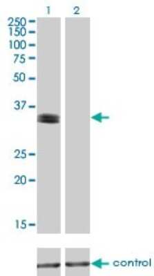 Western Blot: PHOX2A Antibody (4F6) [H00000401-M01]