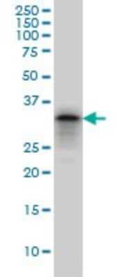 Western Blot: PHOX2A Antibody (4F6) [H00000401-M01]