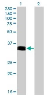 Western Blot: PHOX2A Antibody (4F6) [H00000401-M01]