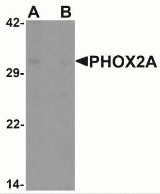 Western Blot: PHOX2A AntibodyBSA Free [NBP2-41169]