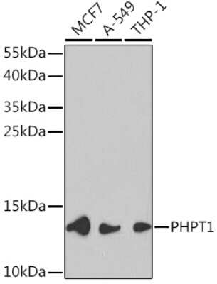 Western Blot: PHPT1 AntibodyBSA Free [NBP2-94440]