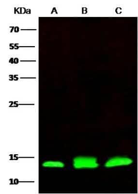 Immunoprecipitation: PHPT1 Antibody (007) [NBP2-90109]