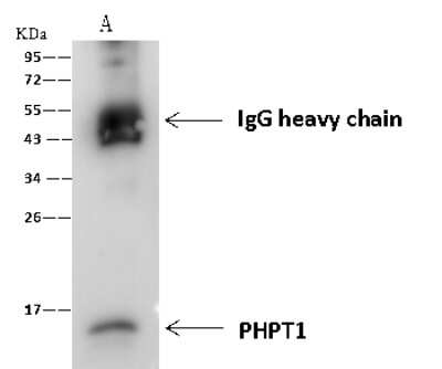 Immunoprecipitation: PHPT1 Antibody (007) [NBP2-90109]