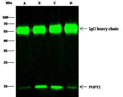 Immunoprecipitation: PHPT1 Antibody [NBP2-99999]