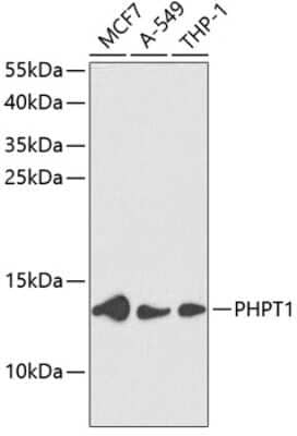 Western Blot: PHPT1 AntibodyBSA Free [NBP2-94537]