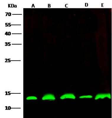 Western Blot: PHPT1 Antibody [NBP2-99999]