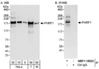 Western Blot: PHRF1 Antibody [NBP1-18933]