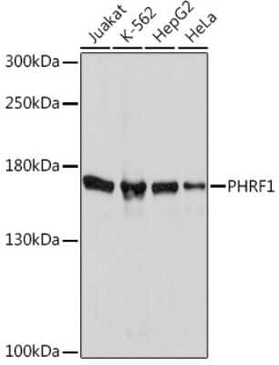 Western Blot: PHRF1 AntibodyAzide and BSA Free [NBP3-15531]