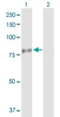 Western Blot: PHTF1 Antibody [H00010745-B01P]