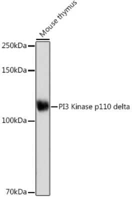 Western Blot: PI 3-Kinase p110 delta Antibody (3J0F6) [NBP3-15889]