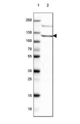 Western Blot: PI 3-Kinase p110 delta Antibody [NBP2-38535]