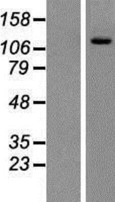 Western Blot: PI 3-Kinase p110 delta Overexpression Lysate [NBP2-07804]