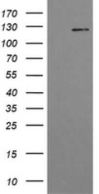 Western Blot: PI 3-Kinase p110 gamma Antibody (OTI2B1)Azide and BSA Free [NBP2-73397]