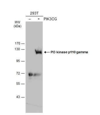 Western Blot: PI 3-Kinase p110 gamma Antibody [NBP2-15071]