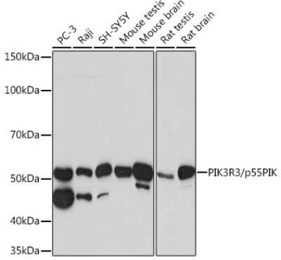 Western Blot: PI 3-Kinase p55 gamma Antibody (2I10M9) [NBP3-16308]