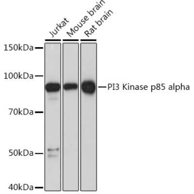 Western Blot: PI 3-Kinase p85 alpha Antibody (3X3T8) [NBP3-16525]