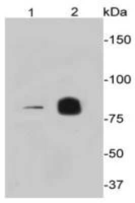 Western Blot: PI 3-Kinase p85 alpha Antibody (A3-D0) [NBP2-67058]