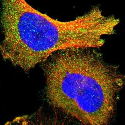 Immunocytochemistry/ Immunofluorescence: PI 3-Kinase p85 alpha Antibody [NBP1-89731]