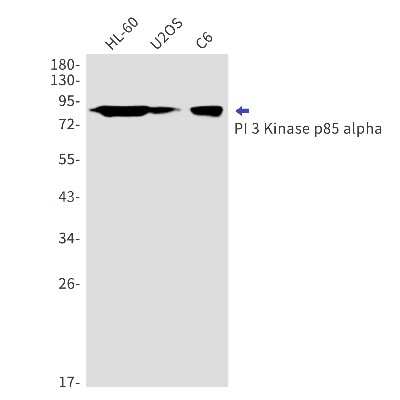 Western Blot: PI 3-Kinase p85 alpha Antibody (S08-8H6) [NBP3-14962]