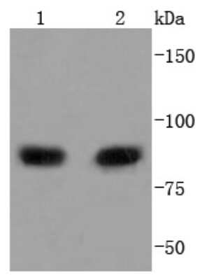 Western Blot: PI 3-Kinase p85 alpha Antibody (SU04-07) [NBP2-67488]