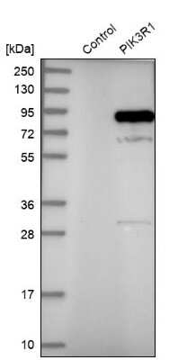 Western Blot: PI 3-Kinase p85 alpha Antibody [NBP1-89731]