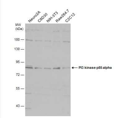 Western Blot: PI 3-Kinase p85 alpha Antibody [NBP2-19815]