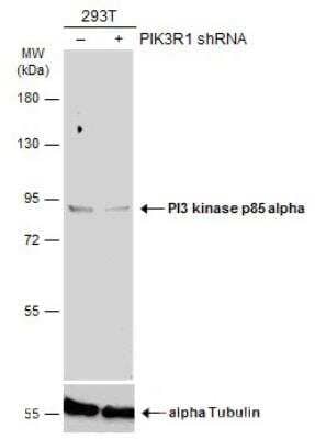 Western Blot: PI 3-Kinase p85 alpha Antibody [NBP2-19815]