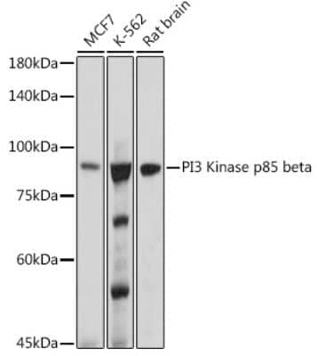 Western Blot: PI 3-Kinase p85 beta Antibody (6E2F5) [NBP3-16493]