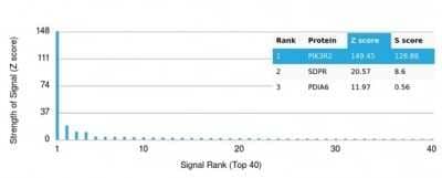 Protein Array: PI 3-Kinase p85 beta Antibody (PIK3R2/1293) - Azide and BSA Free [NBP3-14139]