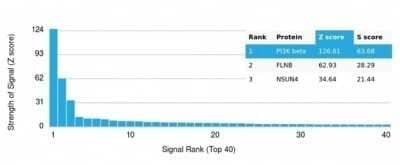 Protein Array: PI 3-Kinase p85 beta Antibody (PIK3R2/292) - Azide and BSA Free [NBP3-14138]