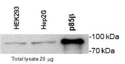 Western Blot: PI 3-Kinase p85 beta Antibody (T15)BSA Free [NB100-65590]