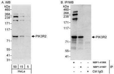 Western Blot: PI 3-Kinase p85 beta Antibody [NBP1-41066]