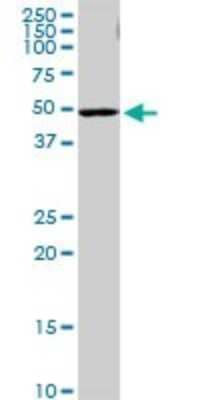 Western Blot: PI4K2A Antibody [H00055361-B01P]