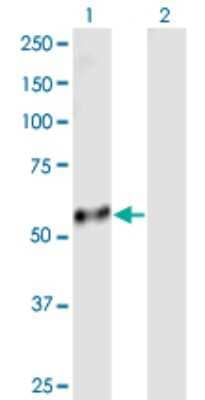 Western Blot: PI4KAP2 Antibody [H00375133-B01P]