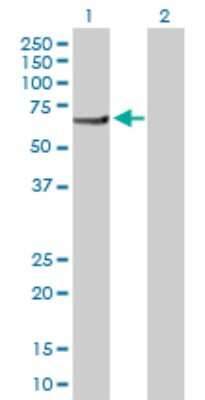 Western Blot: PI4KAP2 Antibody [H00375133-D01P]